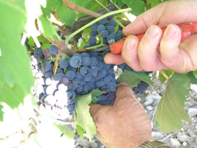 La vigna di perazzeta